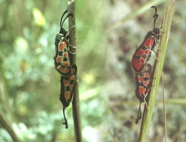 Zygaena orana sardoa